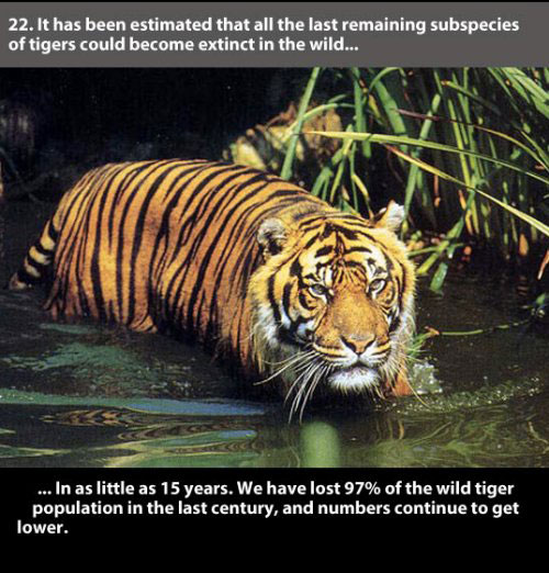 22 Interesting facts about Tigers