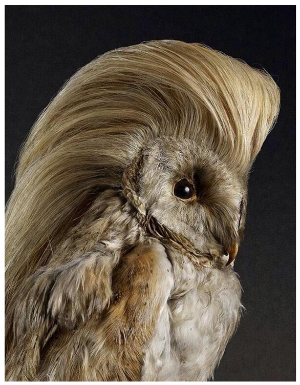birds with hairstyles
