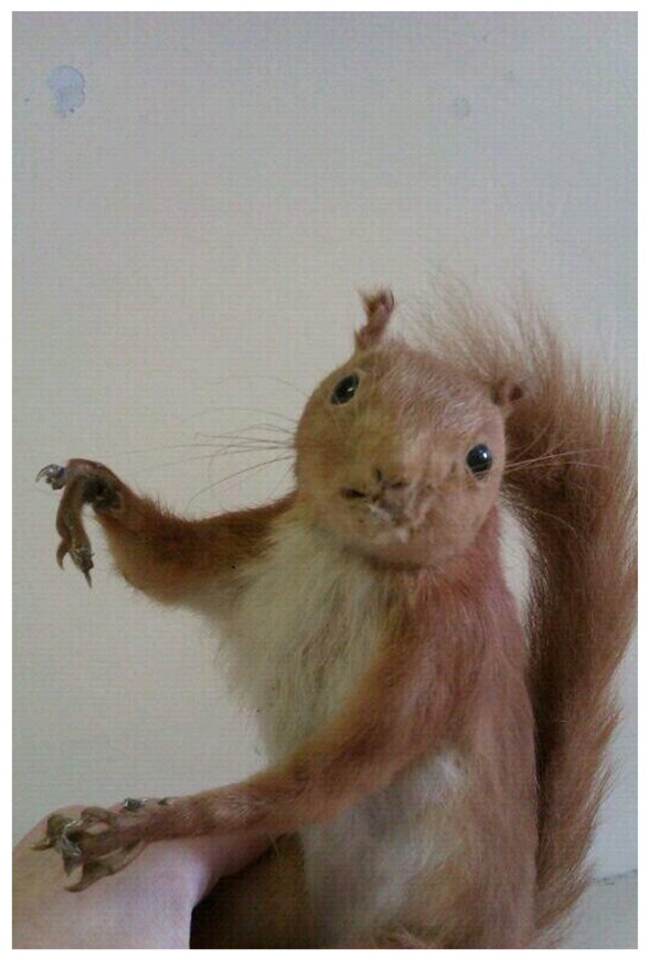 funny taxidermy squirrel