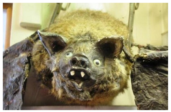 taxidermied bats