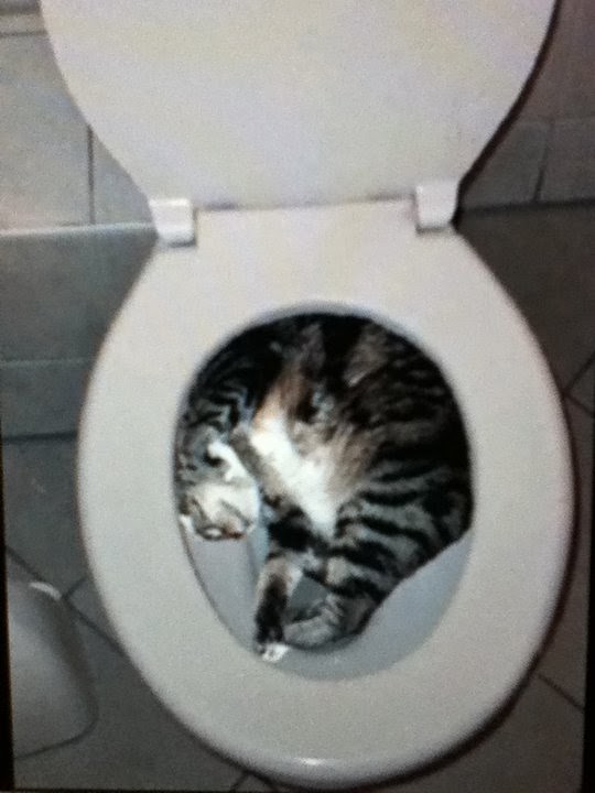 cat stuck in the toilet