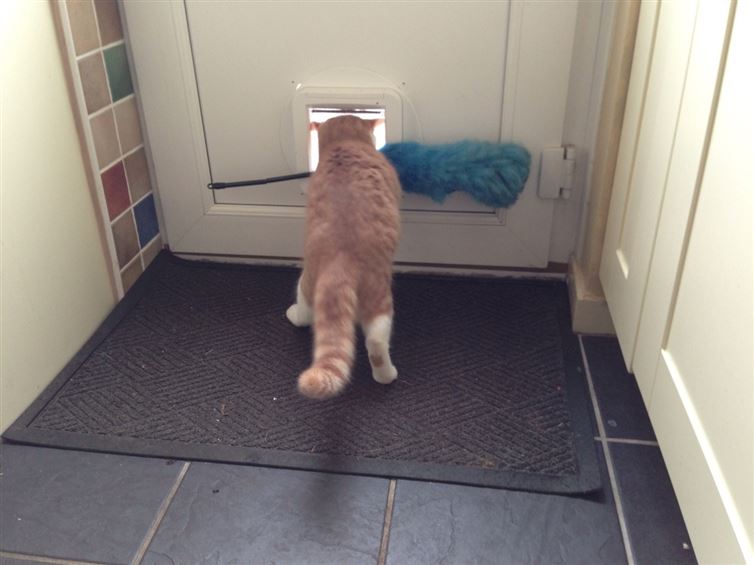 16 Cats Who Instantly Regret Their Life Choices