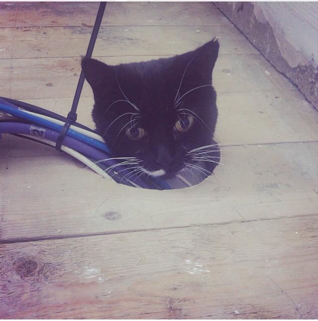 cat under the floorboards
