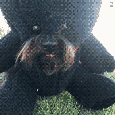 creepy bear gif - 14 Gifs .com