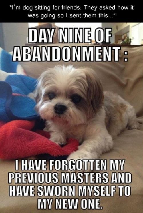 forgetful puppy - "I'm dog sitting for friends. They asked how it was going so I sent them this... Day Nine Of Abandonment T Have Forgotten My Previous Masters And Have Sworn Myself To My New One.