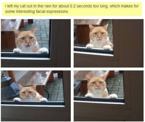 over dramatic cat memes - I left my cat out in the rain for about 0.2 seconds too long, which makes for some interesting facial expressions