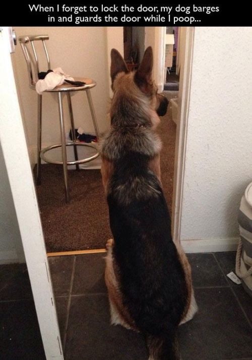 dog watches me poop - When I forget to lock the door, my dog barges in and guards the door while I poop...