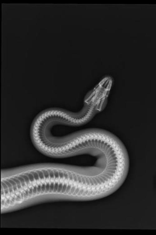 A snake