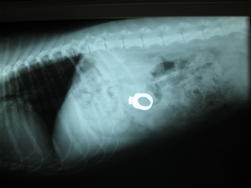 A dog that swallowed a wedding ring