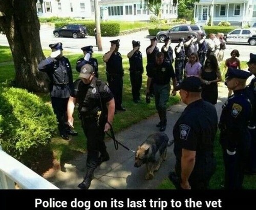 Faith In Humanity Restored (Animals Edition)