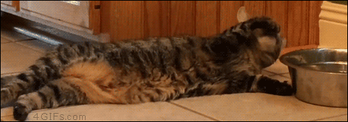 The 19 Laziest Cats You Have Ever Seen