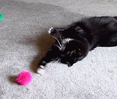 The 19 Laziest Cats You Have Ever Seen