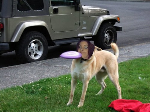 dog vs frisbee