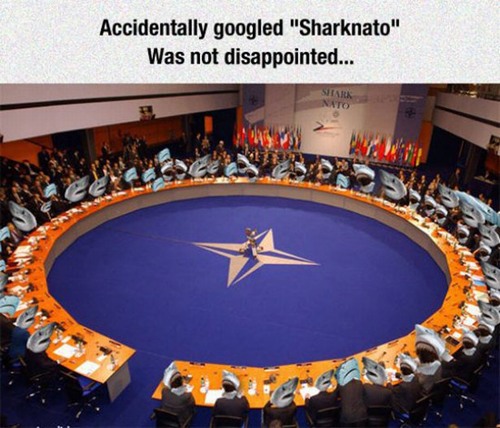 hard to tell its photoshopped - Accidentally googled "Sharknato" Was not disappointed... Shark Nato