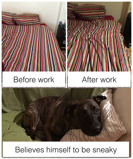 Dog - Before work After work Believes himself to be sneaky