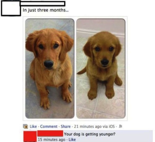 funny laugh humor funny memes - In just three months.. . Comment 21 minutes ago via iOS Your dog is getting younger? 15 minutes ago.