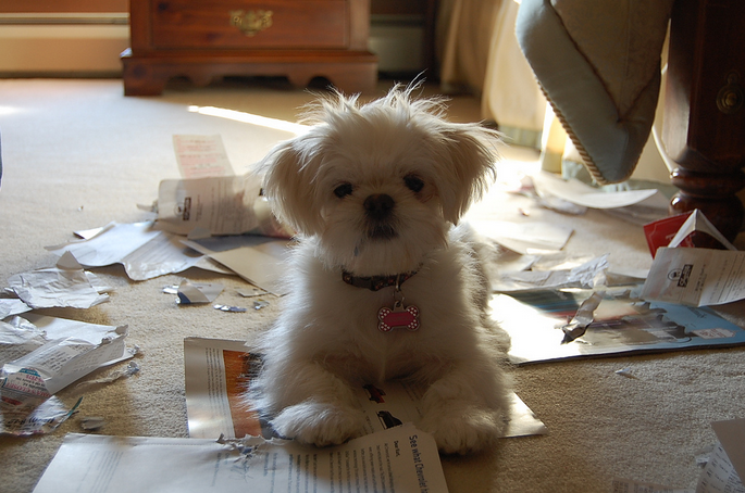 19 Photos That Prove Puppies Are Nothing But Trouble