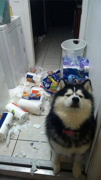 19 Photos That Prove Puppies Are Nothing But Trouble