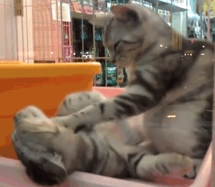 cats massage gif