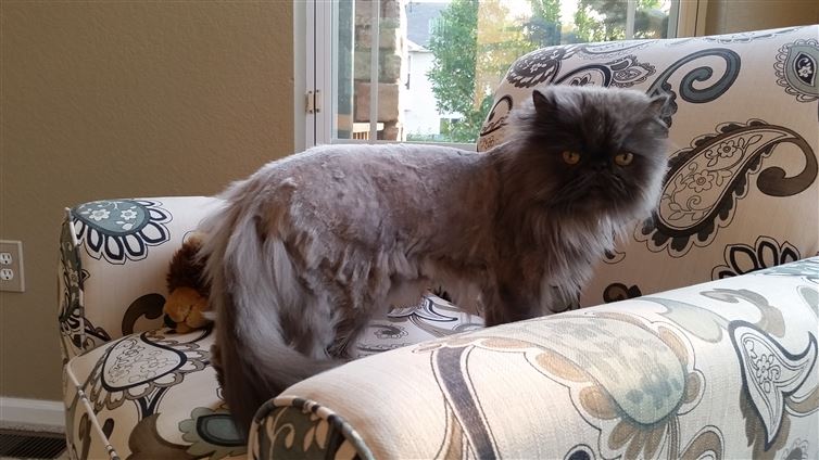 15 Pets Who Deeply Regret Trusting Their Groomers