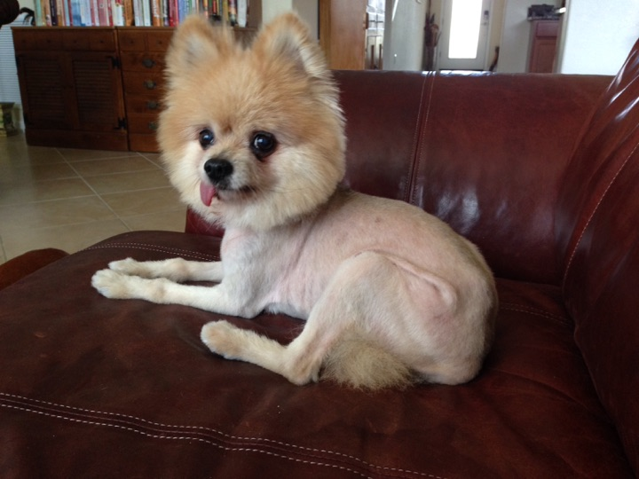 15 Pets Who Deeply Regret Trusting Their Groomers