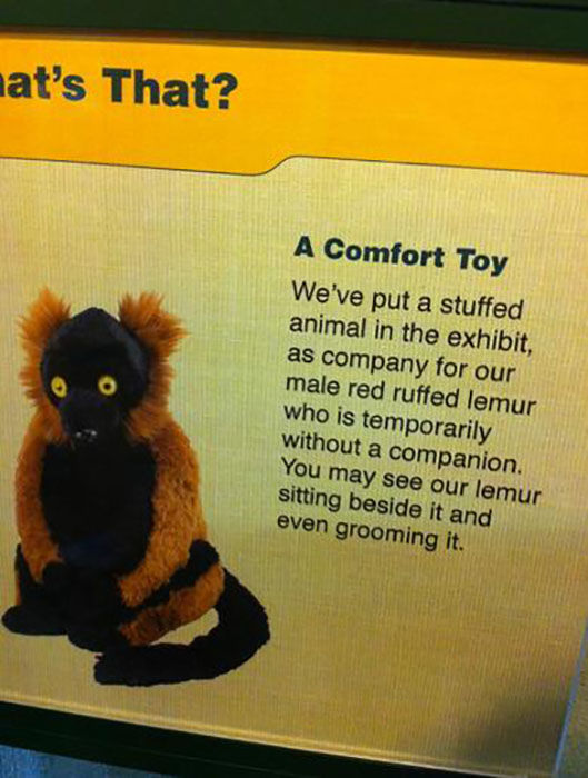 photo caption - nat's That? A Comfort Toy We've put a stuffed animal in the exhibit, as company for our male red ruffed lemur who is temporarily without a companion. You may see our lemur sitting beside it and even grooming it.