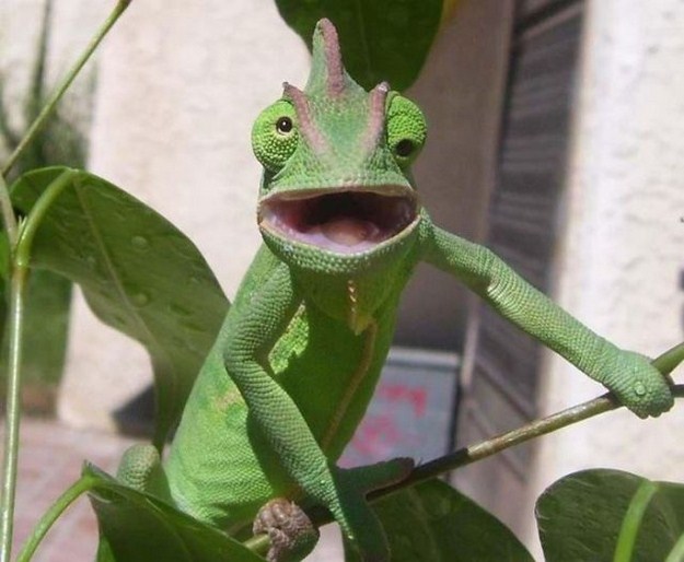 chameleon with crazy eyes