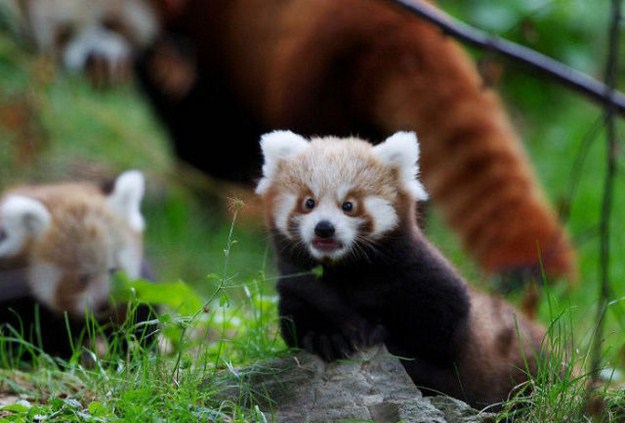 funny red pandas