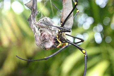 New studies have revealed that spiders are indeed eating bats, and that they're doing it deliberately. Not just one type of spider, mind you, but lots of different species are doing this on a regular basis, and it's happening everywhere. Researchers found out that the only place that spiders aren't sucking the life out of bats is Antarctica, and that's probably only because penguins are higher in fat content.
