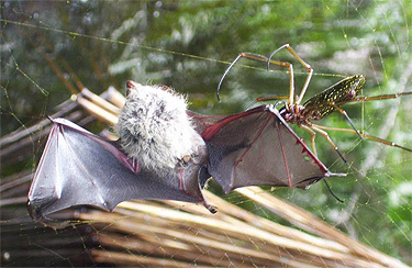 Most of the time, the bats are ensnared in strategically placed webs, but not always. Some spiders dispense with all that extra effort and may simply crawl into caves and throttle bats while they sleep, as some huntsman spiders and tarantulas have been observed devouring them on forest floors.