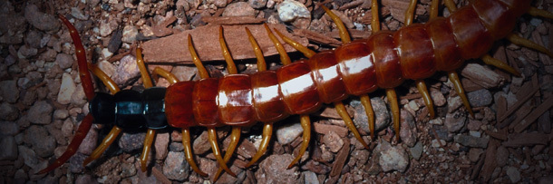 Centipedes are also eating bats.