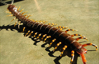 In the Amazon, centipedes can get big, really big. The largest of their kind is Scolopendra gigantea, the Peruvian giant yellow-leg centipede. They can grow up to a foot in length, with reports of some Venezuelan versions reaching 18 inches.