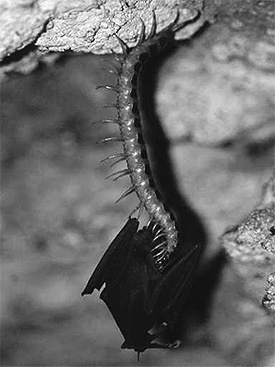 Centipede eating a bat.