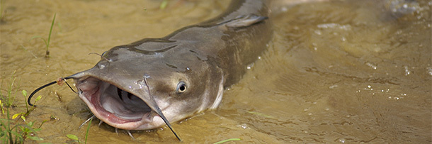 Catfish are learning to eat birds.