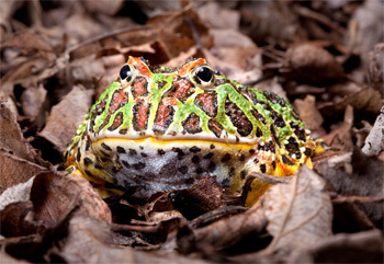 Horned frogs are known for a monstrous, gaping chasm for a mouth and an appetite that's best described as "indiscriminate." Their mouths appear to account for half of their entire body, which explains their other common name, the Pac Man frog. They'll eat insects, of course, but will also gleefully slurp down other frog species, lizards, mice, and each other.
