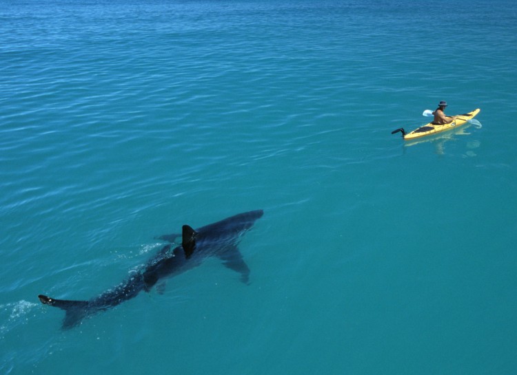 Kayaking alone on the sea only to turn around and see a shark tailing you? Nothing could be scarier!