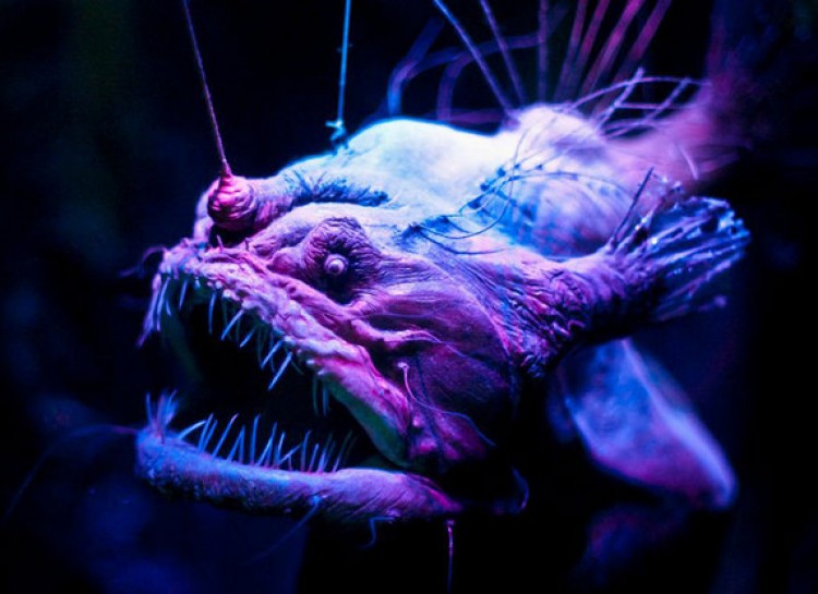 One of the more well-known of the ocean's scary deep sea dwellers is the anglerfish. Although it isn't large, with that face and creepy lit-up tendrils, it's definitely terrifying.