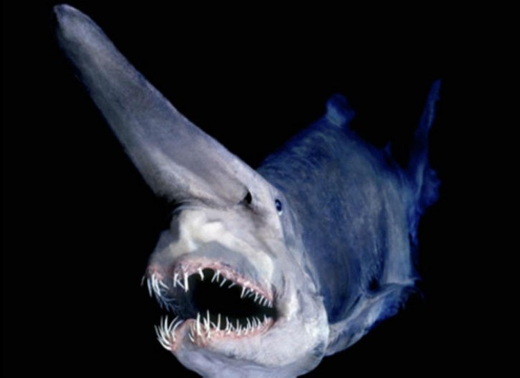 The goblin shark is a truly terrifying-looking deep sea dweller. Imagine having this swim out at you in the darkness of the deep sea.
