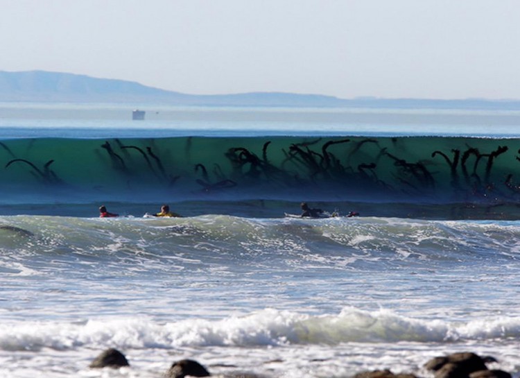 Seaweed is not threatening, but it can sure look super creepy when lifted by a wave. They look like tentacles!