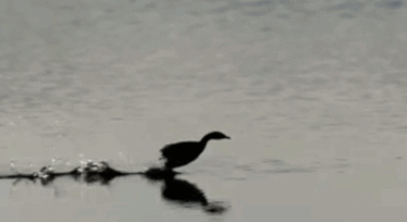 Perfectly Looped GIFs