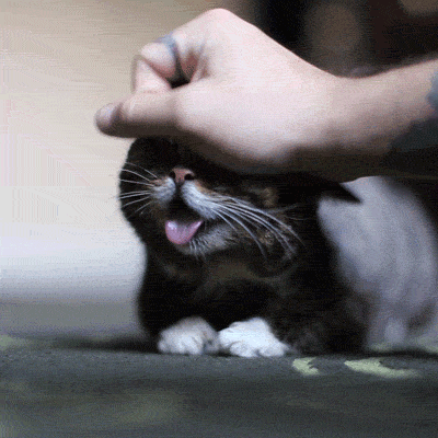 cat being stroked gif