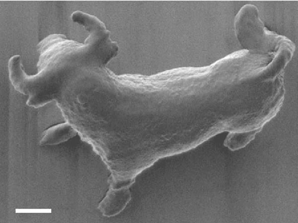 3D Bull Sculpture:
Back in 2001, a team of Japanese engineers created the smallest statue ever –  a three-dimensional bull the size of a red blood cell. It was etched in plastic by engineers at Osaka University in Japan.