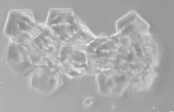 Microscopic Origami:
Shoji Takeuchi of the University of Tokyo, Japan, and colleagues, took the art of origami to new heights – or, technically, new smalls. The team managed to create microscopic origami folds using tissue cultures.
They created flat origami designs by cutting thin plastic sheets, then grew cells that crossed the seams of the tiny plates.