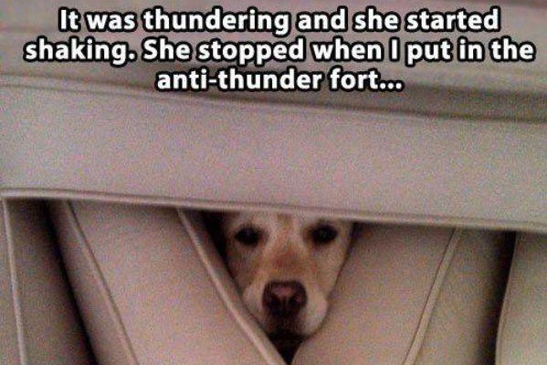 17 Pets That'll Make You Jealous