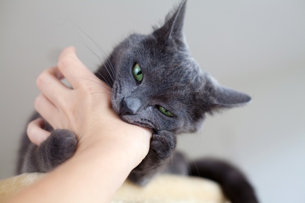 The "Hug 'N' Bite:
“Experts” say: Wrestling and biting is a normal part of play for cats.