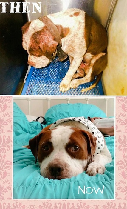 20 Before and After Pics of Adopted Dogs Will Melt Your Heart