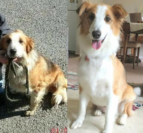 20 Before and After Pics of Adopted Dogs Will Melt Your Heart