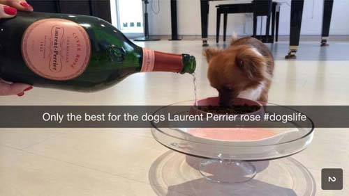 rich kids snpachat rich kids on snapchat - Leatre Only the best for the dogs Laurent Perrier rose