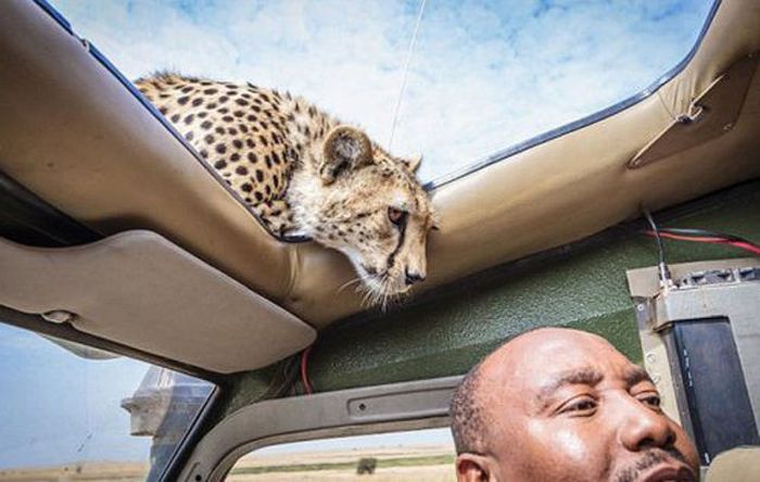 cheetah and photographer