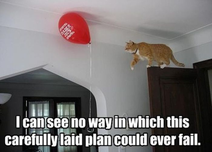 cat logic - I can see no way in which this carefully laid plan could ever fail.